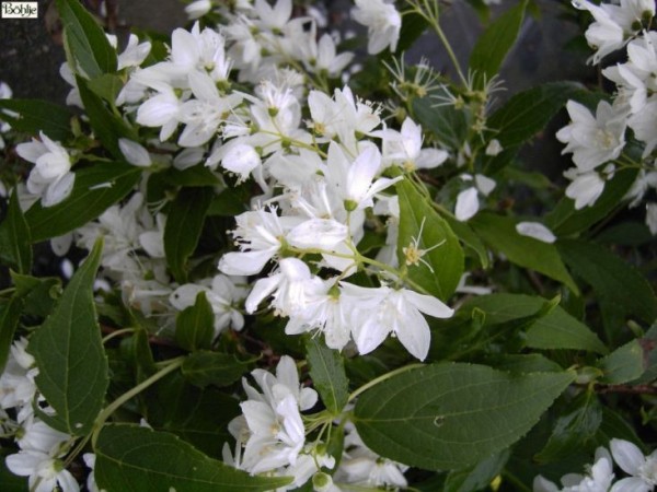 Deutzia gracilis -Maiblumenstrauch-  