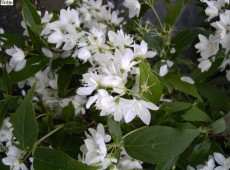 Deutzia gracilis -Maiblumenstrauch-  