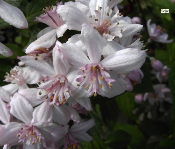 Deutzia hybrida 'Mont Rose' -Rosendeutzie- - Böhlje ...