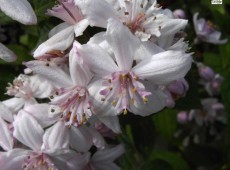 Deutzia hybrida 'Mont Rose' -Rosendeutzie-