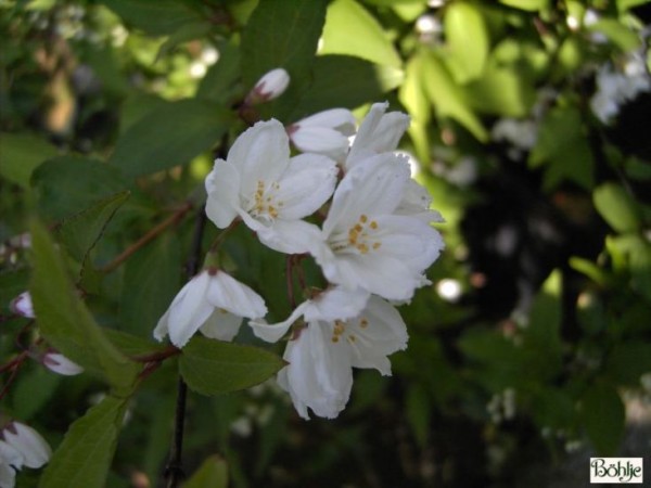 Deutzia kalmiiflora -Kalmiendeutzie-