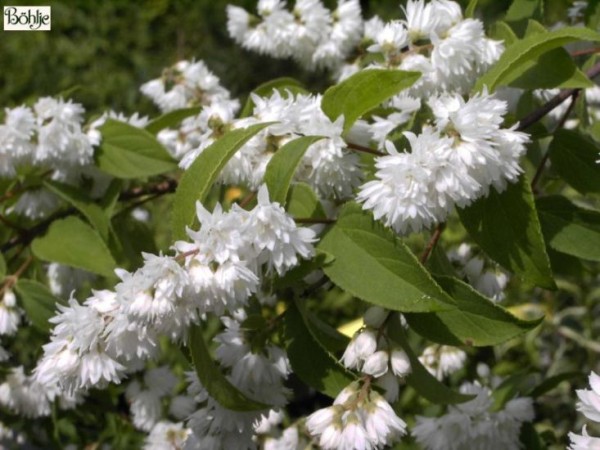 Deutzia magnifica -Maiblumenstrauch-