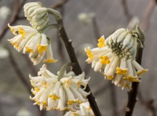 Edgeworthia chrysantha -orientalischer Papierbusch-