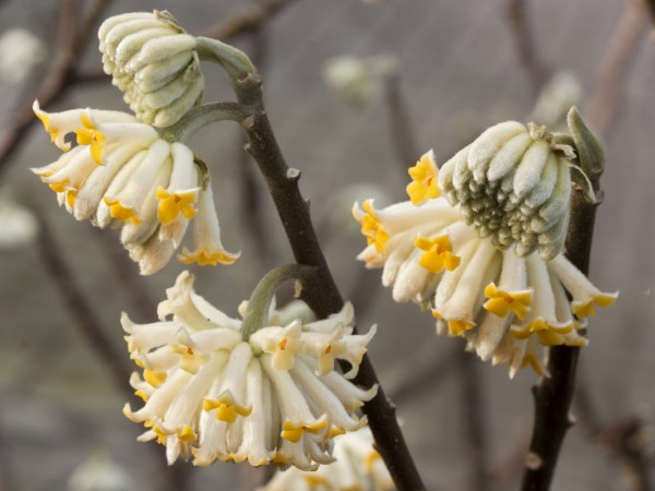 Edgeworthia chrysantha 'Grandiflora' -orientalischer Papierbusch-