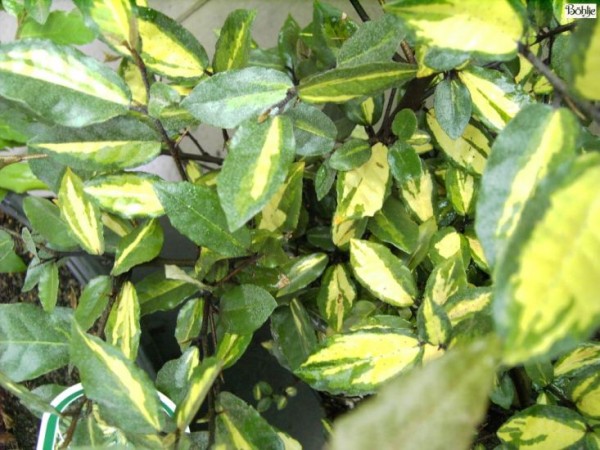 Elaeagnus pungens 'Maculata' -buntlaubige Ölweide-