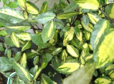 Elaeagnus pungens 'Maculata' -buntlaubige Ölweide-