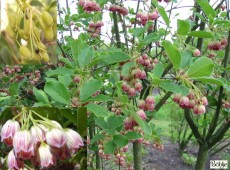 Enkianthus campanulatus -Prachtglocke-