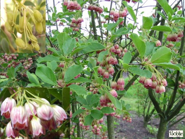 Enkianthus campanulatus -Prachtglocke-