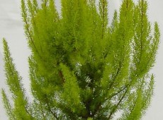 Erica arborea 'Albert's Gold' -Baumheide- 