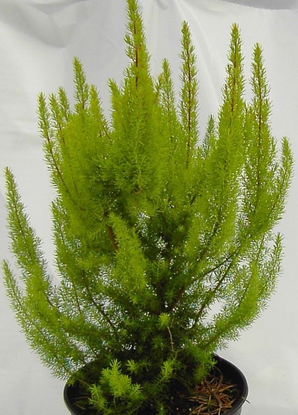 Erica arborea 'Albert's Gold' -Baumheide- 