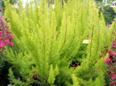 Erica arborea 'Albert's Gold' -Baumheide-