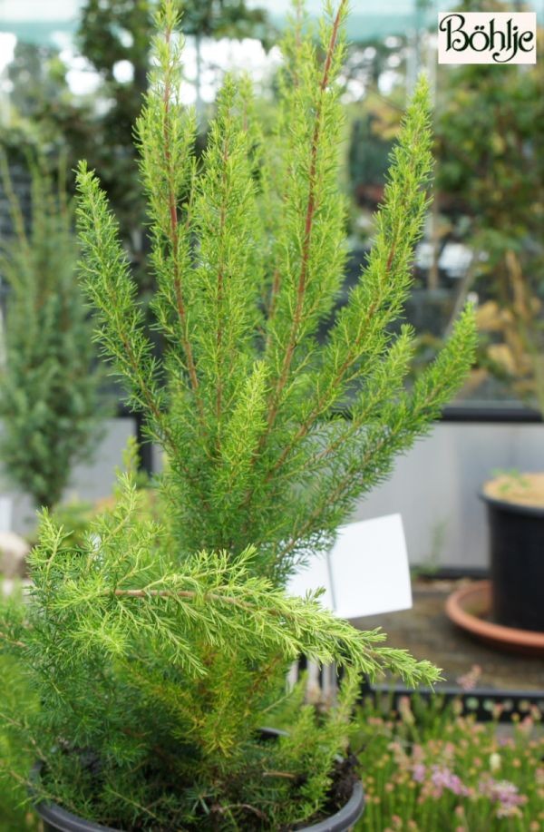 Erica arborea 'Alpina'  -Baumheide- 