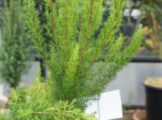 Erica arborea 'Alpina'  -Baumheide- 