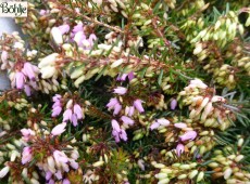 Erica carnea 'Atrorubra' -Schneeheide-