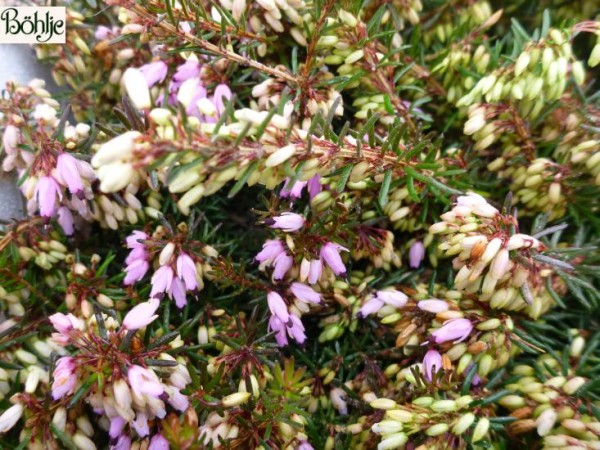 Erica carnea 'Atrorubra' -Schneeheide-