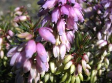 Erica carnea 'Columbia' -S- -Schneeheide-