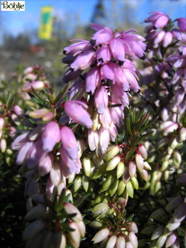 Erica carnea 'Columbia' -S- -Schneeheide-