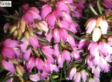 Erica carnea 'Eva' -Schneeheide-