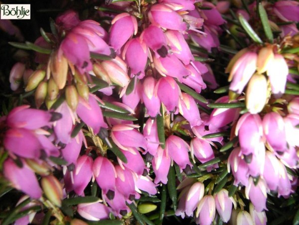 Erica carnea 'Eva' -Schneeheide-