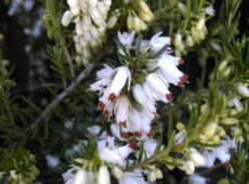 Erica carnea 'Isabell' -Schneeheide-