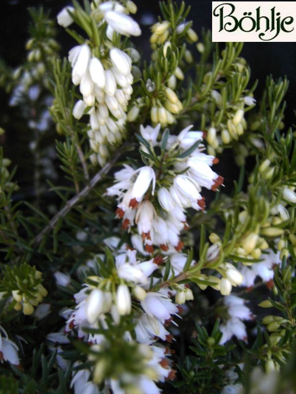 Erica carnea 'Isabell' -Schneeheide-