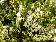 Erica carnea 'Kathy' -Schneeheide-