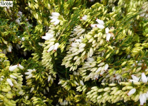 Erica carnea 'Kathy' -Schneeheide-