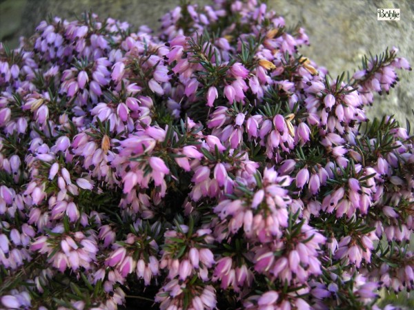 Erica carnea 'Memory' -Schneeheide-