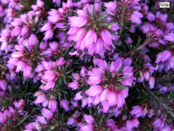 Erica carnea 'Myretoun Ruby' -Schneeheide-