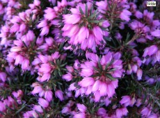 Erica carnea 'Myretoun Ruby' -Schneeheide-