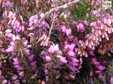 Erica carnea 'Rubinette' -Schneeheide-