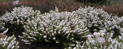 Erica (Heide) Erica (Heide)