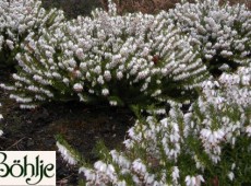 Erica carnea 'Schneekuppe' -Schneeheide-