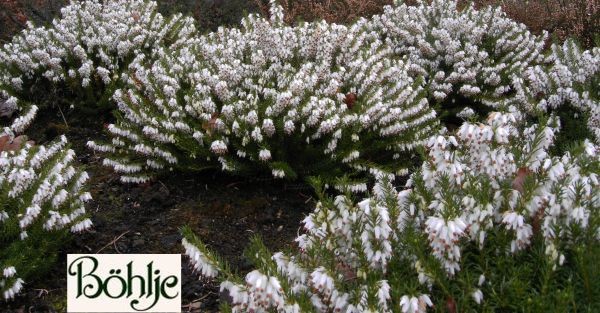 Erica carnea 'Schneekuppe' -Schneeheide-