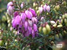 Erica carnea 'Winterfreude' -S- -Schneeheide-