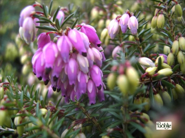 Erica carnea 'Winterfreude' -S- -Schneeheide-