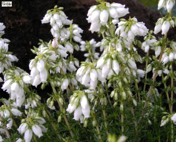 Erica cinerea 'Alba Major' -Grauheide-