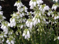 Erica cinerea 'Alba Major' -Grauheide-