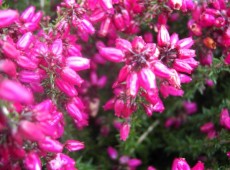 Erica cinerea 'Roter Kobold' -Grauheide-