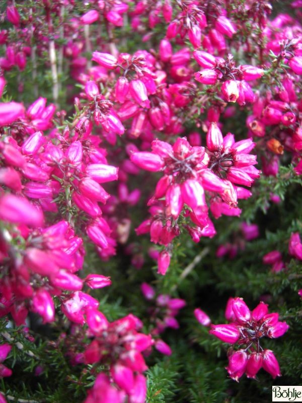 Erica cinerea 'Roter Kobold' -Grauheide-