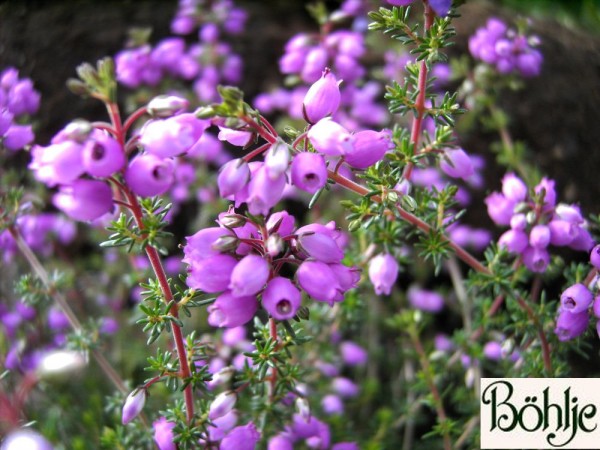 Erica cinerea 'Pallas' -Grauheide-