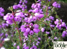 Erica cinerea 'Pallas' -Grauheide-