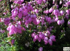 Erica cinerea 'Rosita' -Grauheide-