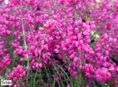 Erica cinerea 'Tobi' -Grauheide-