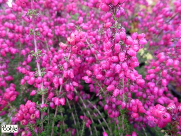 Erica cinerea 'Tobi' -Grauheide-