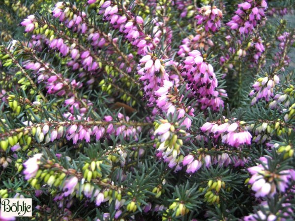 Erica darleyensis 'Kramer's Rote' -englische Heide-