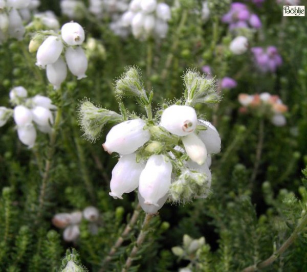 Erica tetralix 'Alba Mollis' -Glocken- / Moorheide- 