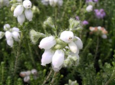 Erica tetralix 'Alba Mollis' -Glocken- / Moorheide- 