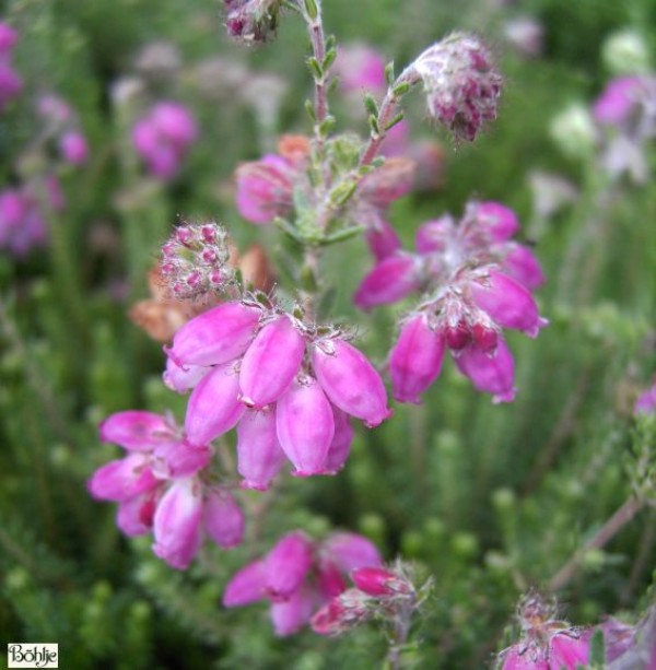 Erica tetralix 'Con Underwood' -Glocken- / Moorheide- 