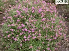 Erica tetralix 'Tina' -Glocken- / Moorheide- 